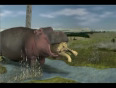 Hippo swallows female lion - vore animation