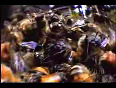 Japanese Hornets Bees