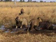 Lion Fight in Botswana