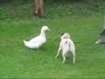 Pug and a duck