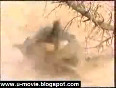 Baboons save baby from crocodile