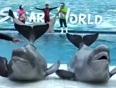 Beluga show @ safari world bangkok thailand