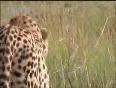 Baby cheetah vs baboon - bbc wildlife
