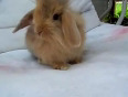 The Cutest Bunny EVER Hair Styles