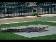 World  biggest crocodile-gustave