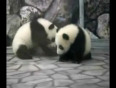 Cute Animals dancing - Chill with Panda Polar Bear More