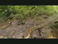 Safarivideos net anaconda attack man