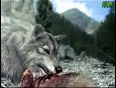Wolf vs Cougar