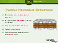 Cell Biology The Plasma Membrane - A view of the cell