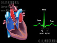 CVS Cardiac Conduction System and Understanding ECG, Animation.