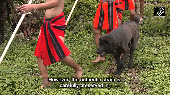 Manipur's indigenous Haofa dog breed finds new recognition