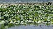 Lotus blooms in Kashmir's Wular lake after 25 years