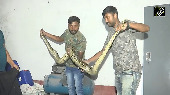 10-Foot-Long Burmese Python Rescued From West Bengal's Jalpaiguri