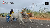 Bullock Cart Race Thrills Kodai Festival Crowd