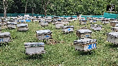 Anantnag Girl Turns Beekeeping into Livelihood with Govt Support