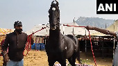 Rs 15 Crore Horse from Chandigarh Stuns Everyone at Pushkar Fair!