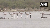 Flamingos flock to Jaipur's Sambhar Salt Lake