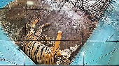 Delhi zoo welcomes six Bengal Tiger cubs, largest litter in 20 years