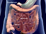 Digestive system