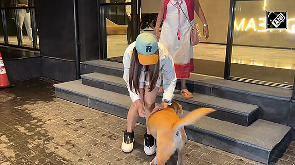 Genelia D'Souza shares adorable moment with a street dog 
