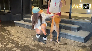 Genelia D'Souza shares adorable moment with a street dog 