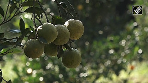 Rise in temperature turns Nepal's sweet-orange business sour