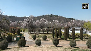 Forget Tulip Gardens, this almond blossom wonderland in Kashmir is a must-visit