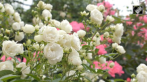Yokohama blooms with colourful roses and lush greenery