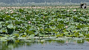 Lotus blooms in Kashmir's Wular lake after 25 years