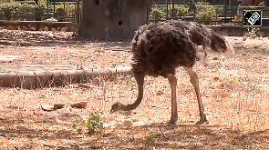 First successful ostrich breeding in Rajasthan's Ramniwas Bagh zoo