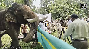 7-day Jumbo picnic begins at Bandhavgarh Tiger Reserve