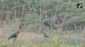 A large flock of migratory Rosy Starling birds seen in Thoothukudi