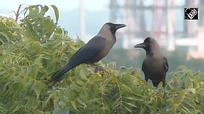 A large flock of migratory Rosy Starling birds seen in Thoothukudi