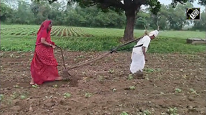 Video: Elderly couple from Maharashtra plough their field alone