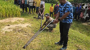 Giant King Cobra Rescued from Odisha's Kaptiipada Forest