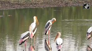Flock of painted storks seen in White Lotus Pond of Thoothukudi