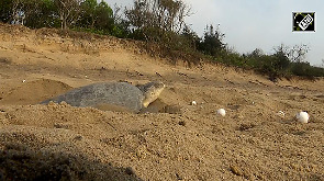 Mass nesting of Olive Ridley turtles begin in Odisha's Ganjam