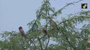Stunning Sight: Migratory Flamingos Flock to TN's Tirunelveli in Thousands