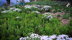 Manipur youth leads the way in organic farming 