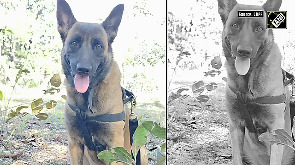 CRPF bids emotional farewell to K9 Rolo, martyred after 200 bee stings