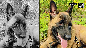 CRPF bids emotional farewell to K9 Rolo, martyred after 200 bee stings