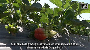 J-K: Kathua witnesses surge in strawberry cultivation with astounding success