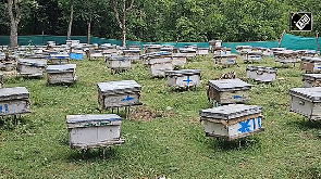 Anantnag Girl Turns Beekeeping into Livelihood with Govt Support