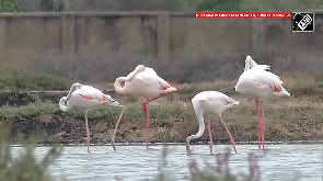 Flamingos take over Thoothukudi's salt pans, WATCH