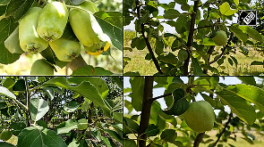 KVK Reasi develops heat-resistant apple variety 