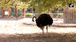 First successful ostrich breeding in Rajasthan's Ramniwas Bagh zoo