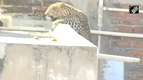 Leopard Terror in Nagpur: 7 Injured as Wild Cat Storms Residential Area!