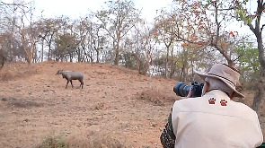 WATCH: PM Modi goes on lion safari on World Wildlife Day