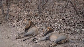 WATCH: PM Modi goes on lion safari on World Wildlife Day