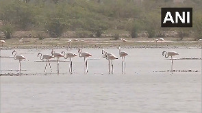 Flamingos flock to Jaipur's Sambhar Salt Lake